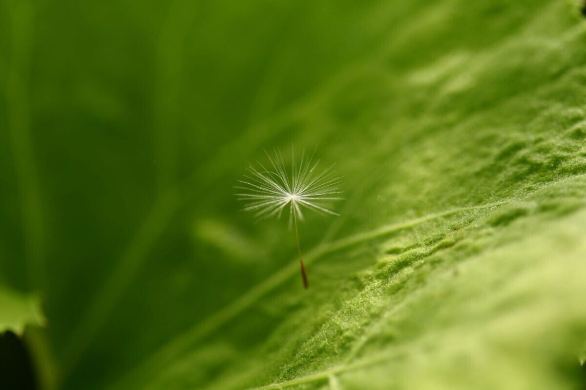 [1 anno di garanzia] Obiettivo macro Canon EF 100mm F/2.8L IS USM dal Giappon...