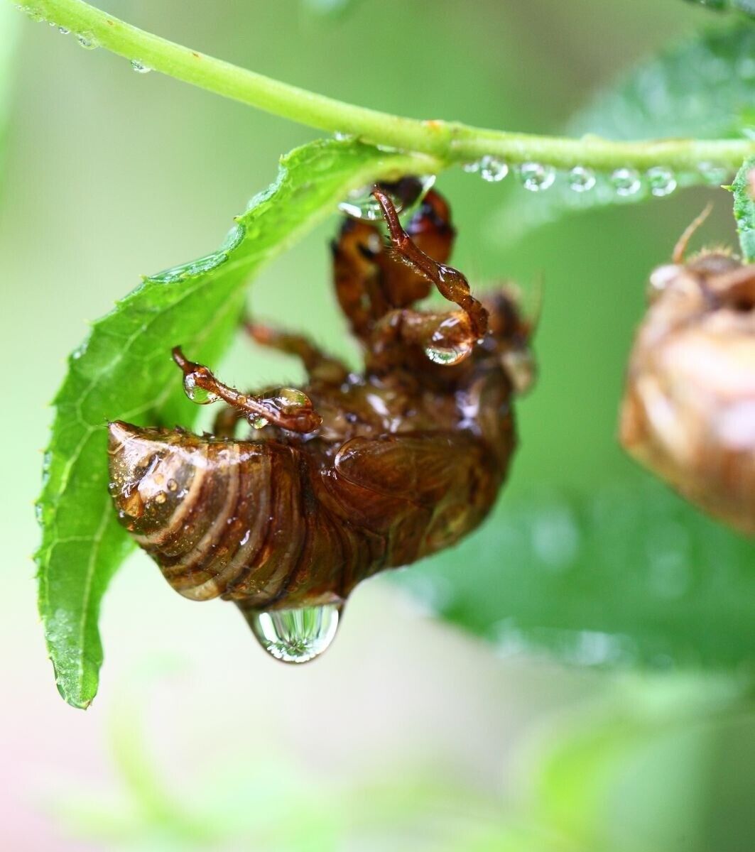 [1 anno di garanzia] Obiettivo macro Canon EF 100mm F/2.8L IS USM dal Giappon...