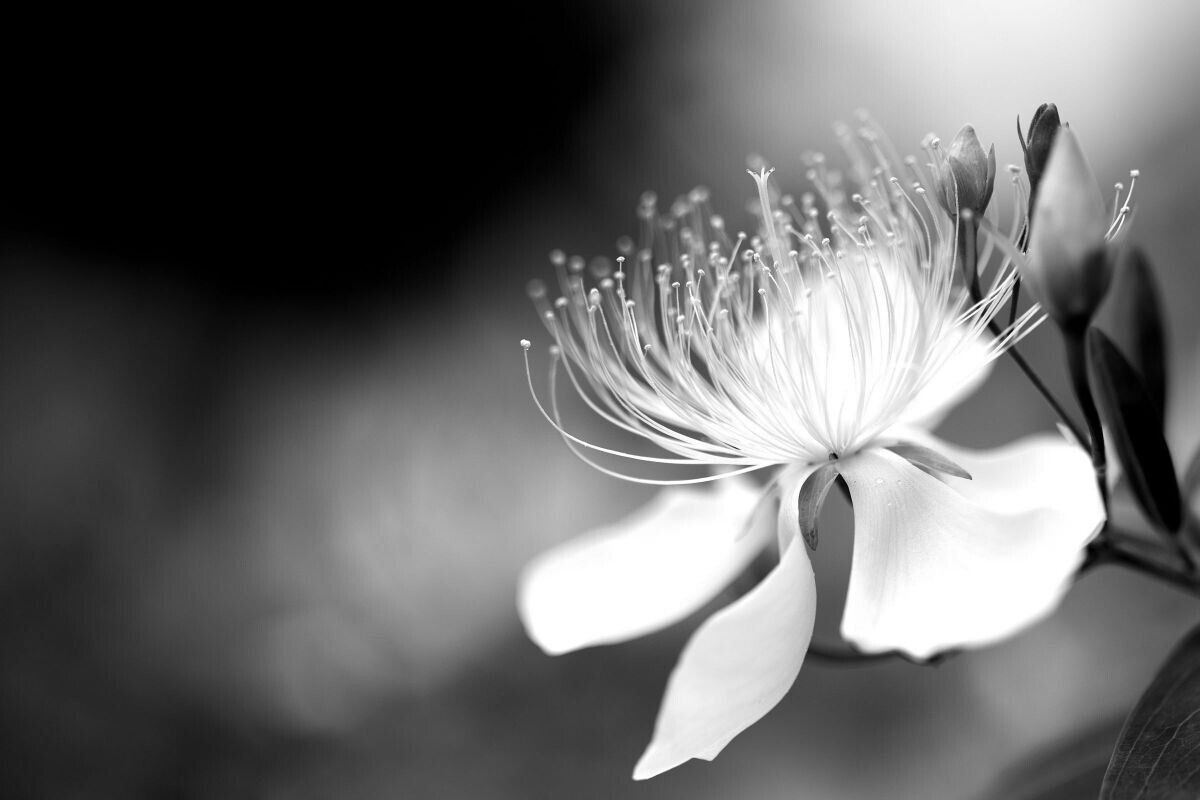 [1 anno di garanzia] Obiettivo macro Canon EF 100mm F/2.8L IS USM dal Giappon...