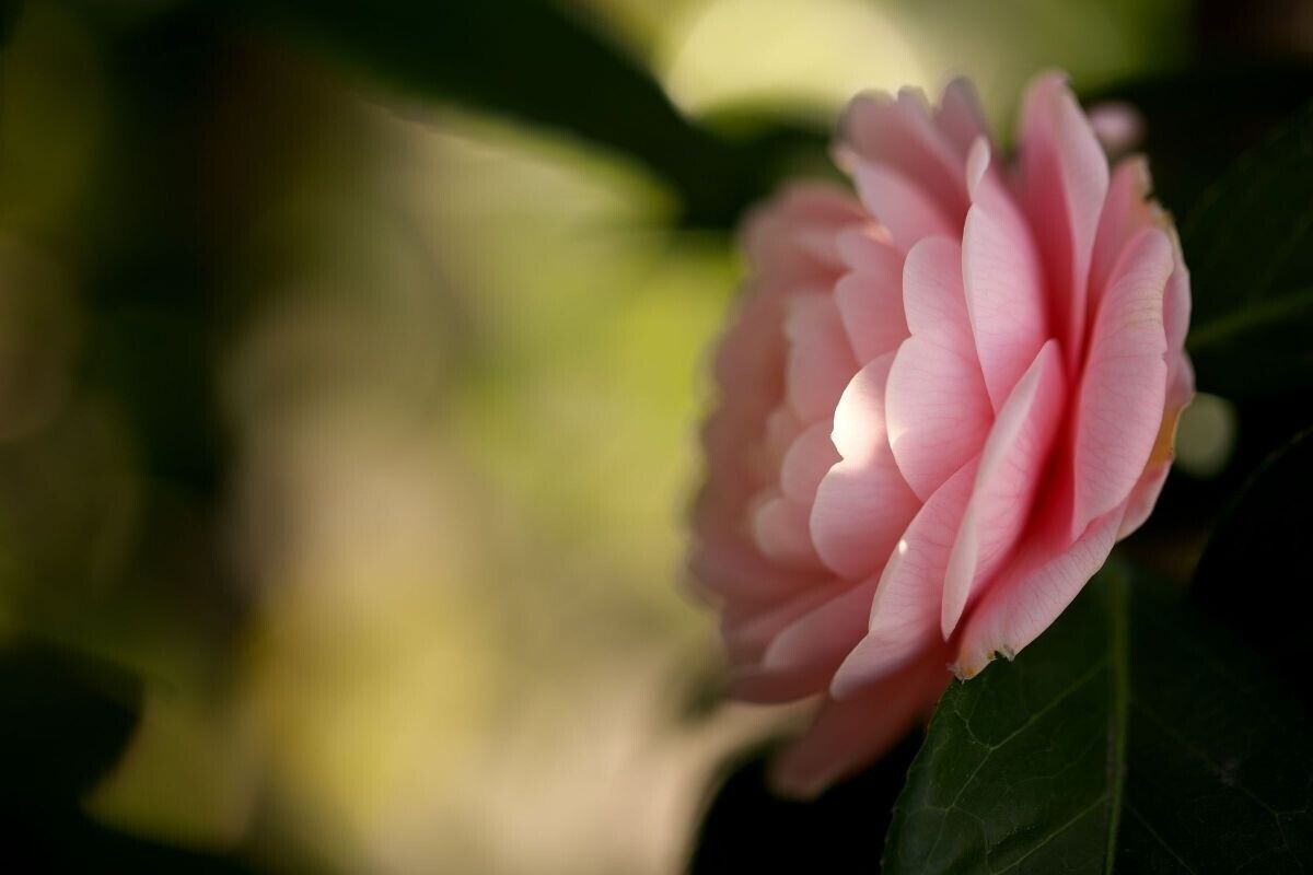 [1 anno di garanzia] Obiettivo macro Canon EF 100mm F/2.8L IS USM dal Giappon...